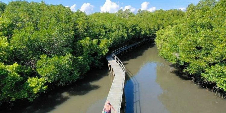 Bali Jadi Percontohan Konservasi Mangrove di Indonesia