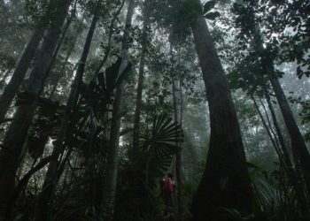 Peneliti Lintas Negara Temukan Spesies Baru Cecak Jarilengkung di Kalimantan