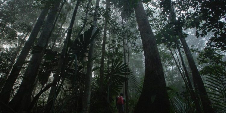 Peneliti Lintas Negara Temukan Spesies Baru Cecak Jarilengkung di Kalimantan