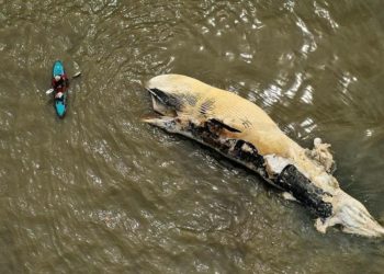 Tragis, Paus Penuh Luka Ditemukan Mati Terdampar di Pantai Sumba