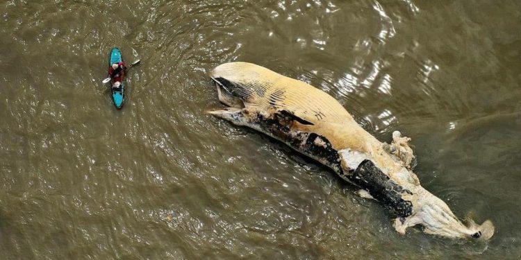 Tragis, Paus Penuh Luka Ditemukan Mati Terdampar di Pantai Sumba