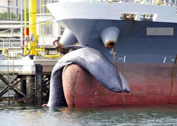 Menyedihkan, Paus Berbobot 5 Ton Mati Ditabrak Kapal Tanker