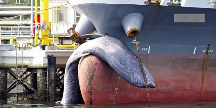 Menyedihkan, Paus Berbobot 5 Ton Mati Ditabrak Kapal Tanker