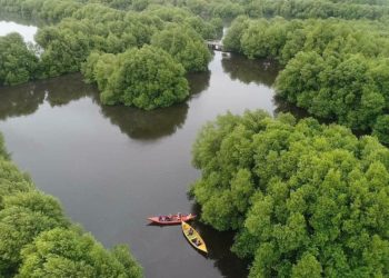 Indonesia Galang Korea Perkuat Riset dan Konservasi Mangrove untuk Dunia