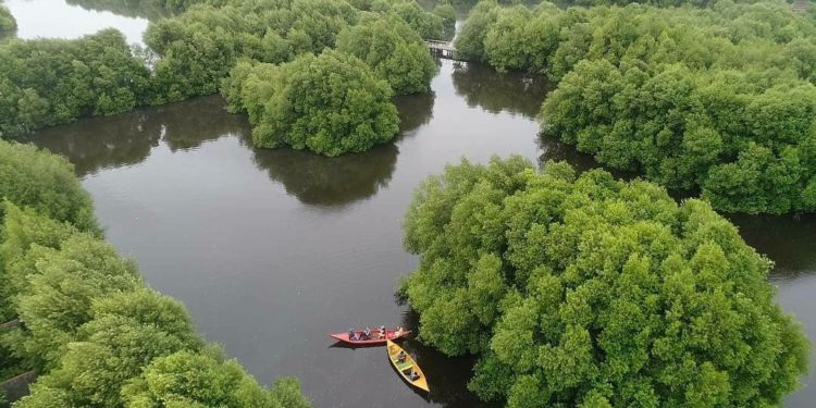 Indonesia Galang Korea Perkuat Riset dan Konservasi Mangrove untuk Dunia