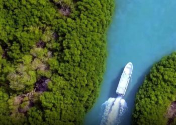 KONSERVASI MANGROVE, Aksi Nyata Arab Saudi dalam Mitigasi Perubahan Iklim