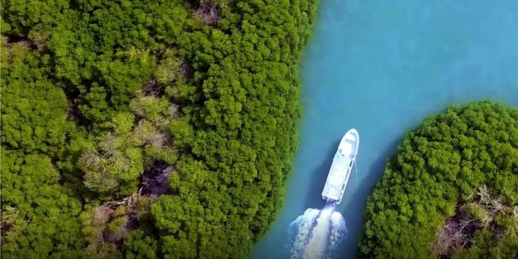 KONSERVASI MANGROVE, Aksi Nyata Arab Saudi dalam Mitigasi Perubahan Iklim