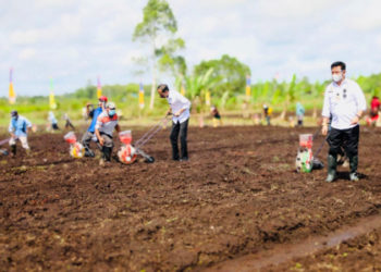 FAO: Pertanian Selamatkan Ekonomi Indonesia di Masa Pandemi Covid-19