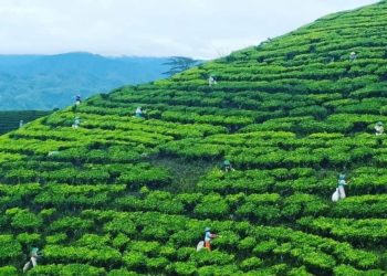 Indonesia Raih Transaksi Penjualan Teh Senilai Rp57 Miliar di Malaysia