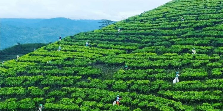 Indonesia Raih Transaksi Penjualan Teh Senilai Rp57 Miliar di Malaysia
