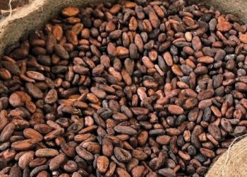 Indonesia Potensi Merajai Industri Kakao Olahan Dunia