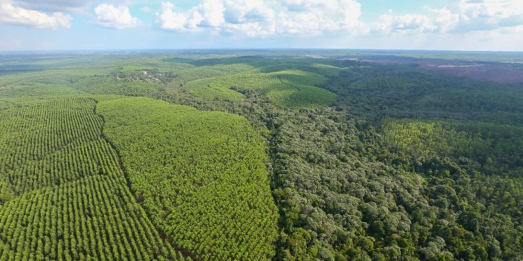 Indonesia Mulai Ubah Orientasi Industri Kehutanan