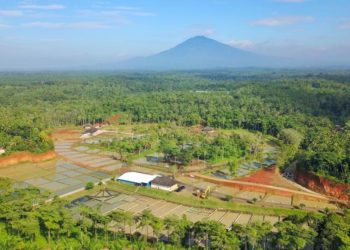 Banten Dirancang Jadi Basis Budidaya Patin di Indonesia