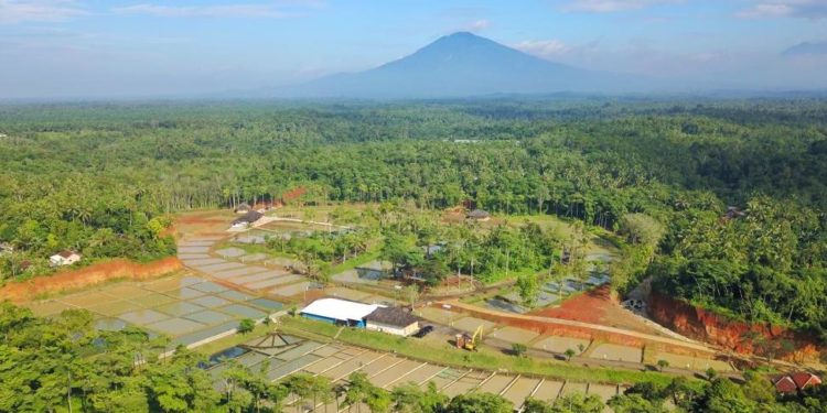 Banten Dirancang Jadi Basis Budidaya Patin di Indonesia