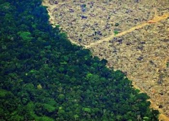 Terkait Deforestasi, Jaringan Supermarket Eropa Boikot Produk Daging Sapi Brasil 1