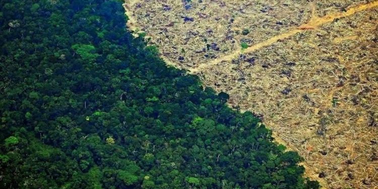 Terkait Deforestasi, Jaringan Supermarket Eropa Boikot Produk Daging Sapi Brasil 1