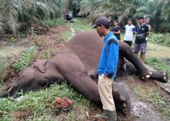Tragis, Satwa Gajah Sumatera Mati Tersengat Listrik