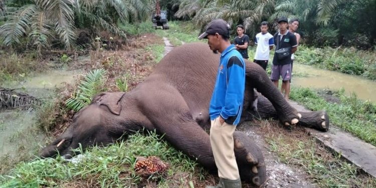 Tragis, Satwa Gajah Sumatera Mati Tersengat Listrik