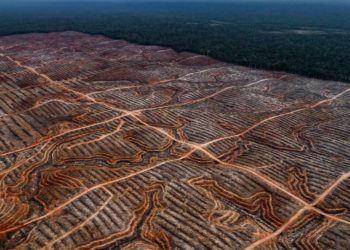 Indonesia Gagal Hentikan Laju Deforestasi dan Korupsi di Sektor Sumber Daya Alam