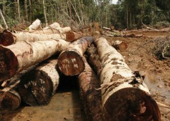 Inovasi Teknologi Digital Efektif Tekan Pembalakan Hutan di Indonesia