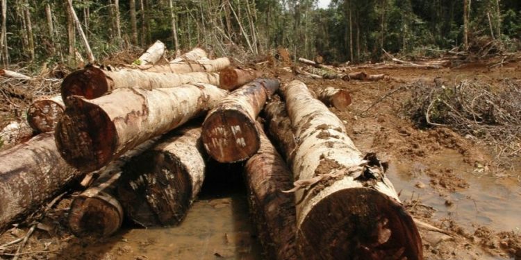 Inovasi Teknologi Digital Efektif Tekan Pembalakan Hutan di Indonesia