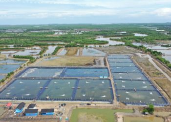Bidik Pasar Global, Aceh Dirancang Jadi Basis Produksi Udang di Indonesia