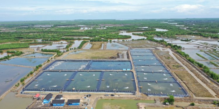 Bidik Pasar Global, Aceh Dirancang Jadi Basis Produksi Udang di Indonesia