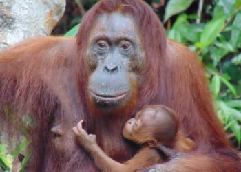 Populasi Bertambah, Bayi Orangutan Lahir di Suaka Margasatwa Lamandau