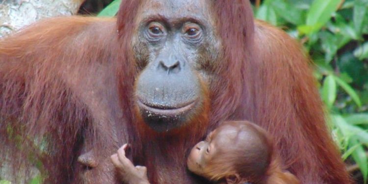 Populasi Bertambah, Bayi Orangutan Lahir di Suaka Margasatwa Lamandau