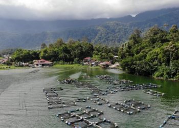 Degradasi Habitat dan Limbah Mengancam Ekologi Danau Maninjau