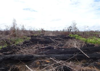 Pemerintah Indonesia Gugat 2 Perusahaan Pembakar Hutan di Kalimantan