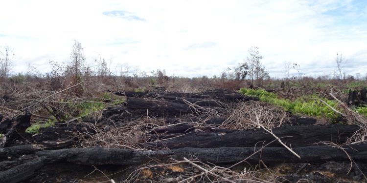 Pemerintah Indonesia Gugat 2 Perusahaan Pembakar Hutan di Kalimantan