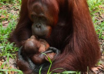 Populasi Bertambah, Bayi Orangutan ke-100 Lahir di Suaka Margasatwa Lamandau         