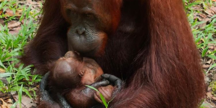 Populasi Bertambah, Bayi Orangutan ke-100 Lahir di Suaka Margasatwa Lamandau         