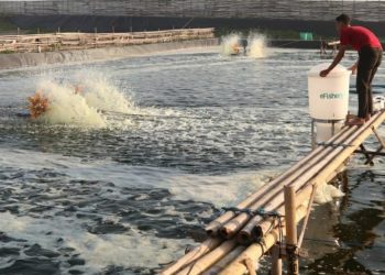 Raih Pendanaan Rp 1,2 Triliun, eFishery Indonesia Siap Ekspansi di Asia 1