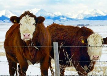 China dan Filipina Hentikan Impor Daging Sapi dari Kanada