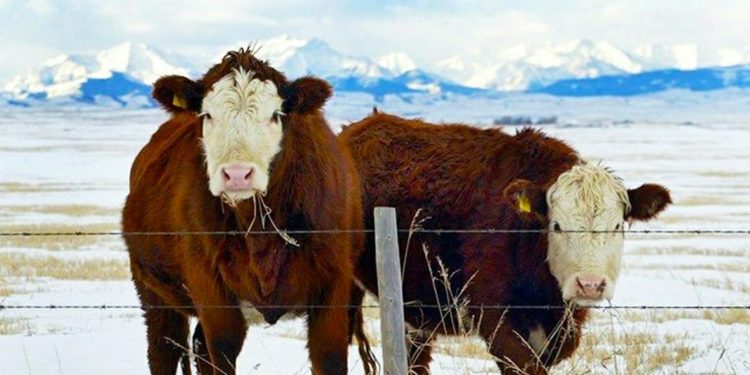 China dan Filipina Hentikan Impor Daging Sapi dari Kanada