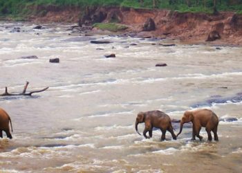 Puluhan Gajah Mati akibat Memakan Sampah Plastik