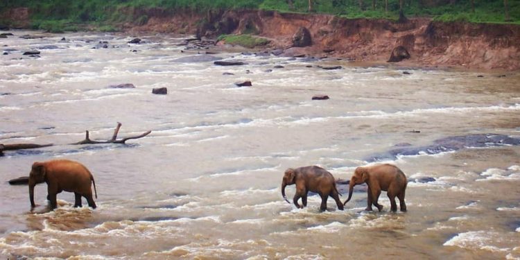 Puluhan Gajah Mati akibat Memakan Sampah Plastik