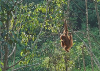 Indonesia Bangun Sumatran Rescue Alliance (SRA), Pusat Penyelamatan Satwa Lindung