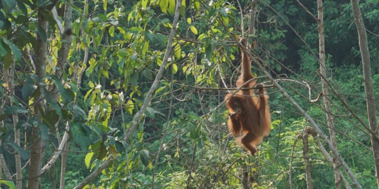Indonesia Bangun Sumatran Rescue Alliance (SRA), Pusat Penyelamatan Satwa Lindung