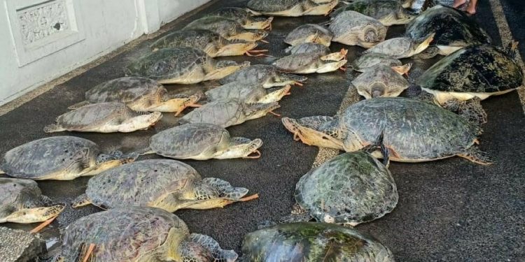 Spesies Penyu di Indonesia Kian Terancam oleh Perburuan Liar 1