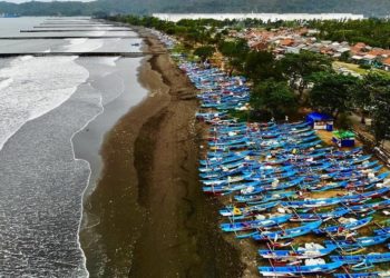 Mitigasi Tsunami, 3.000 Pohon Cemara Ditanam di Pesisir Selatan 1