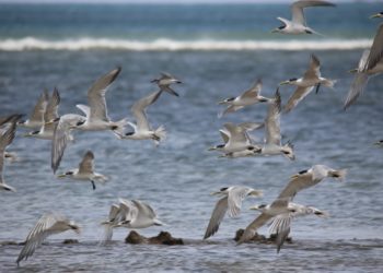 World Wetlands Day 2002: Teluk Kupang Jadi Peyangga Kehidupan