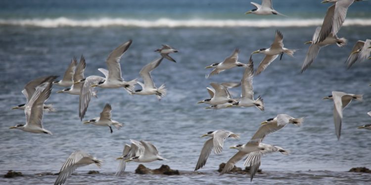 World Wetlands Day 2002: Teluk Kupang Jadi Peyangga Kehidupan