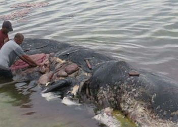 Darurat Sampah Plastik di Lautan, WWF Serukan Aksi Nyata Secara Global
