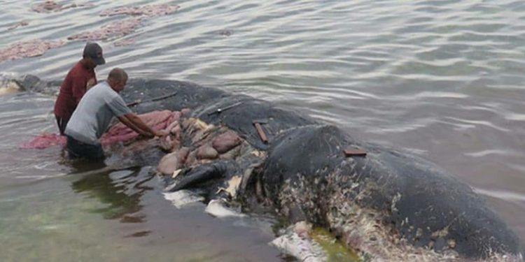 Darurat Sampah Plastik di Lautan, WWF Serukan Aksi Nyata Secara Global