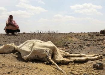 Bencana Kekeringan, 13 Juta Orang di Afrika Hadapi Kelaparan Ekstrem