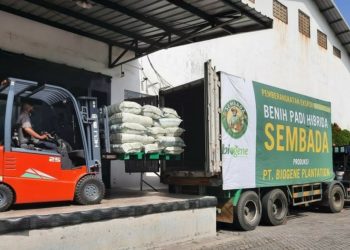 Biogene Plantation Kembali Ekspor 10 Ton Benih Padi Sembada ke Brunei
