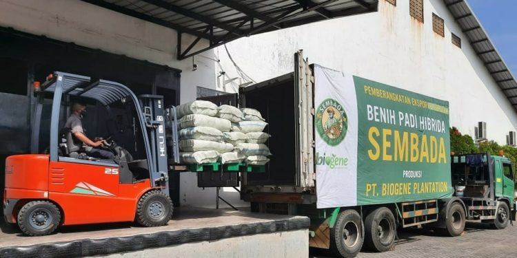 Biogene Plantation Kembali Ekspor 10 Ton Benih Padi Sembada ke Brunei